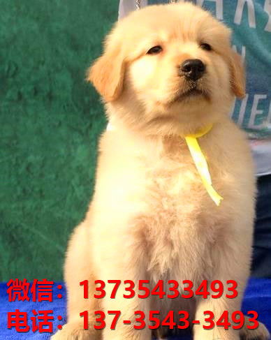 马安山宠物狗狗犬舍出售纯种金毛犬卖狗地方在哪里有买狗狗市场