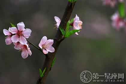 12星座女十月的爱情桃花运大解析 