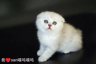 出售9月22日出生的银渐层色折耳立耳猫咪4公1母