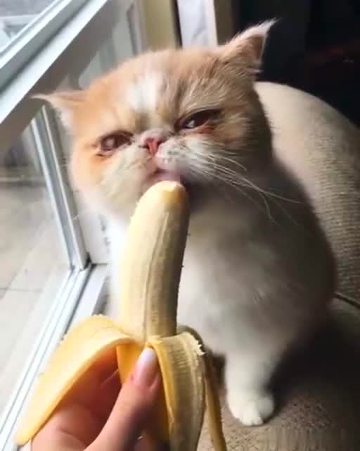 原来小猫还喜欢吃香蕉,太可爱了 