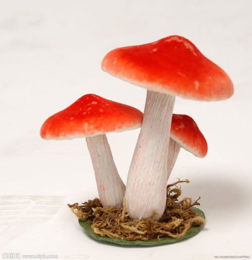 红色的蘑菇图片 