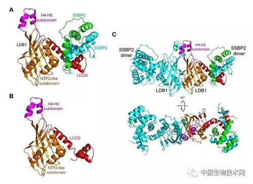 生物物理所等揭示基因表达调控核心复合物LDB1 SSBP2的分子机制