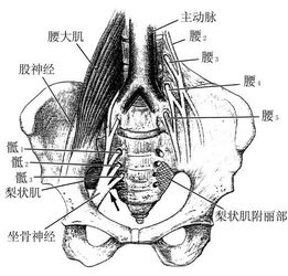 腰在哪个位置图片