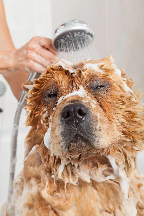 别再给狗狗用人的沐浴露了 它老掉毛可能就是你害的