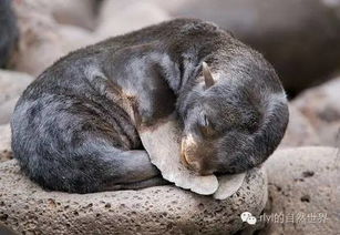 今日 北海狗 Northern fur seal