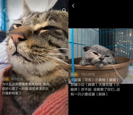 救了一只流浪猫,竟因一时疏忽,搭上了家里四只猫的命