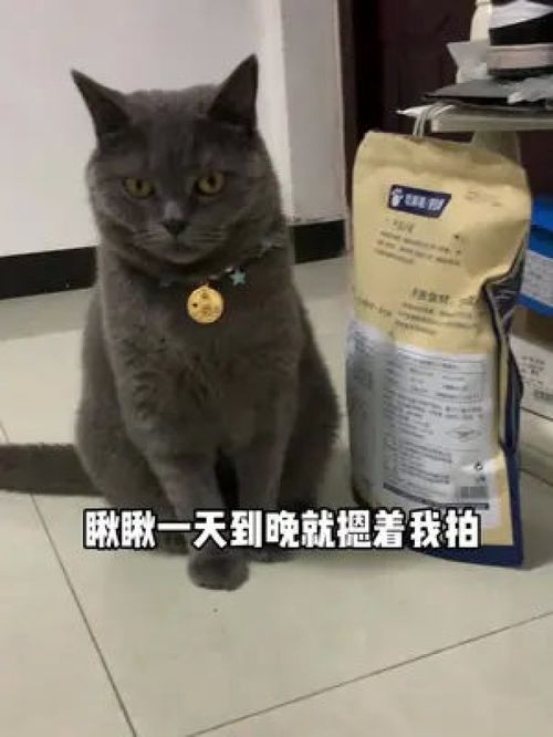 蓝猫视频最新版