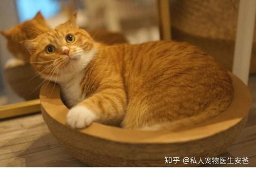 猫咪的寿命是多少年 