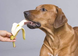这7种食物,是增强狗狗抵抗力的 好帮手 ,吃对一个也有福