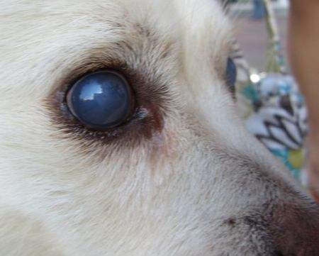 辟谣 狗狗眼睛变蓝是白内障吗 可能和肝炎有关