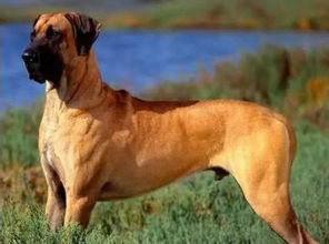 世界上体型最大的10种犬 你知道有哪些吗