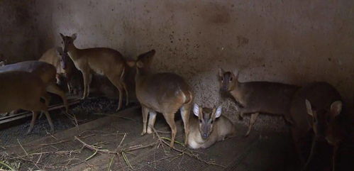 血色山谷 濒危动物上餐桌 一起命案牵出买卖野生动物大案,猎户收购商食客37人获刑