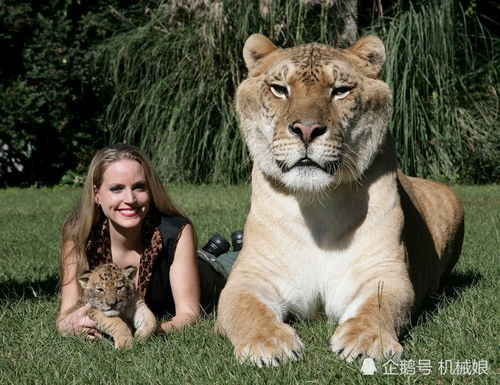 狮虎兽和狮子的后代叫狮狮虎 谁是世界上最大的猫科动物