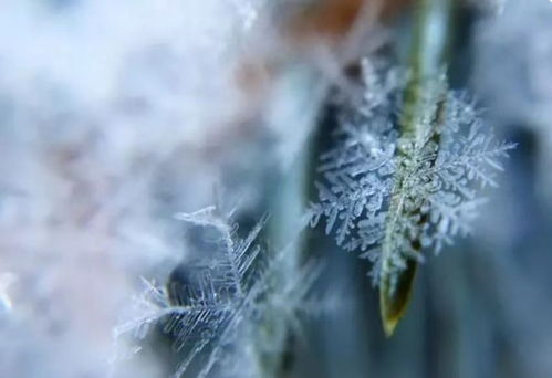 你不知道的雪花冷知识