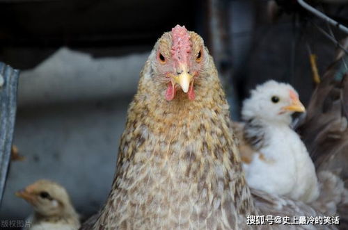 说好的老鹰捉小鸡,却被母鸡压在身下暴揍,鹰脸都丢光了