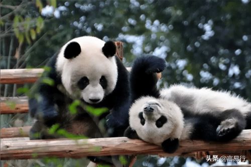 小鸡宝宝考考你,以下哪个曾经是大熊猫在古代的名字 蚂蚁庄园今日答案早知道7月15日