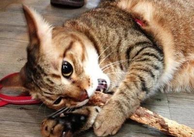 猫为什么喜欢猫薄荷 猫薄荷对猫是毒品吗