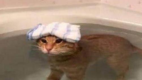 家里的猫咪很喜欢洗澡,每次都主动跳进浴缸,自己可能养了只假猫