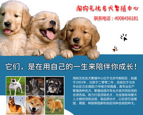 北京古牧小狗多少钱,CKU认证犬舍 