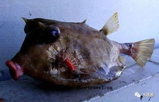 农村河沟里的 怪鱼 ,鱼嘴长得像猪嘴巴,一斤能卖到一百多元
