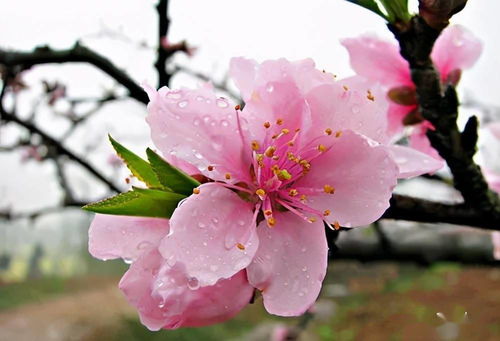 桃花树下美