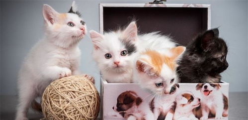 猫的5种肉垫代表不同性格 你家是哪种