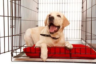 关笼子并非是惩罚,我们可以让狗狗在笼子里面感到安心 