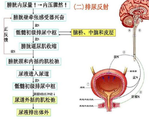 世界遗尿日 关注小儿遗尿,行动在此时