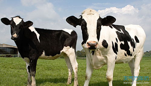 属牛2021年运势及运程每月运程 2021牛属牛人的全年运势