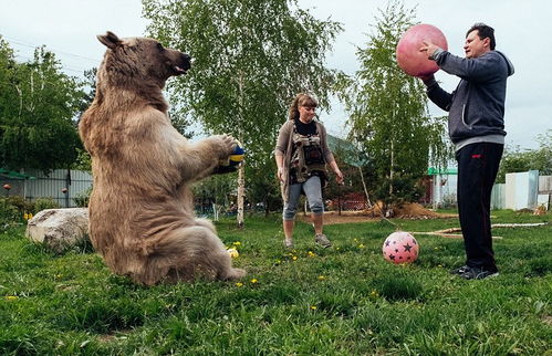 俄罗斯夫妇收养一个熊儿子走红网络 
