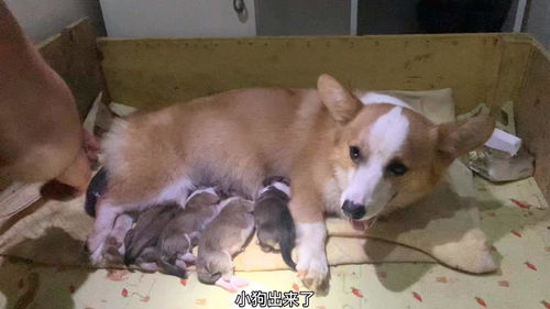 狗妈妈用时2个小时生下7只狗宝宝,主人现场教学怎么接生小狗 