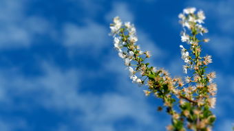 梅花舞空，诗意飞扬，说梅花在空中飘的词语有哪些