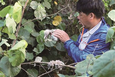 首个以红树林命名的国家湿地公园雷州九龙山红树林国家湿地公园