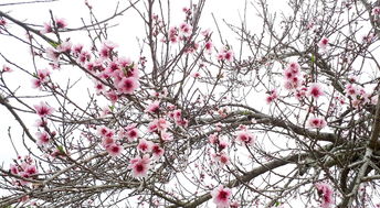 梅花，傲雪凌霜的诗意解读，《梅花》是描写什么的诗句