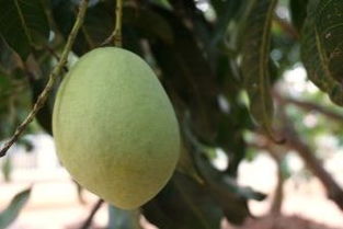 芒果已经发芽了怎么种 芒果籽哪头朝下种呀