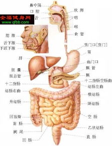 左腹部是什么器官,谁能给一张人体器官图 要清楚标明各个器官的 