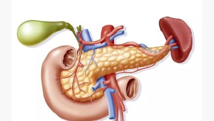 人体内的胰腺可以切除吗(人体的胰腺是干什么用的,如果把胰腺切除有什么坏处)