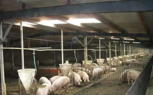 我想办个养猪厂 听说今年的行情不错，猪价爆涨 谁懂猪场的给点意见 非诚勿扰 谢谢！