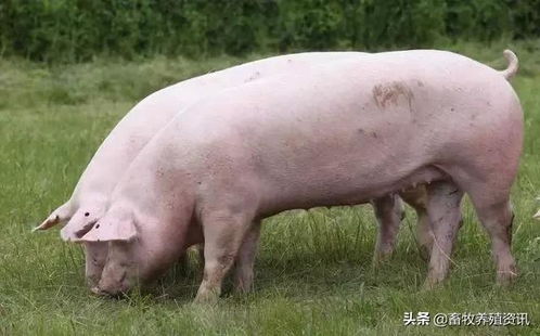 农村大哥分享20年养猪经验 后备母猪一配一个准的秘诀