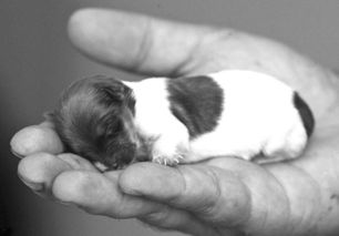 世界最小狗 搜狗百科 