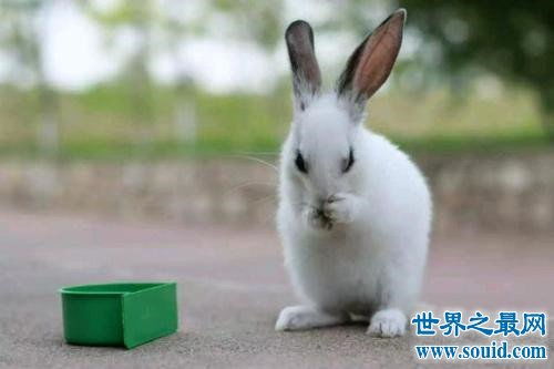 世界上最受欢迎的十大兔子品种,小兔竟然也是一个品种 