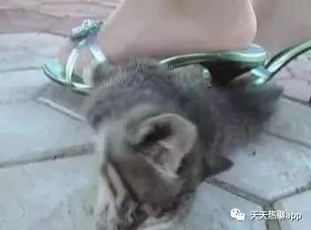 虐猫女 铜须门 死亡博客 中国互联网十大 肉搜 事件