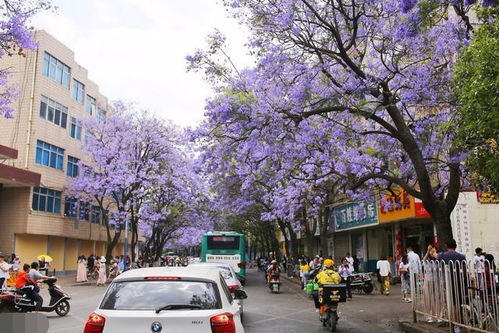 东北人想在南方的城市定居,厦门 三亚 昆明哪个城市更适宜居住 