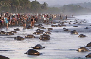 哥斯达黎加的奥斯蒂欧娜海滩榄蠵龟集体爬上岸产卵 上百游客挡路玩自拍 