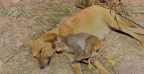 小猴子的父母被农民毒死,农民用来驱赶猴子的狗,却收养了它