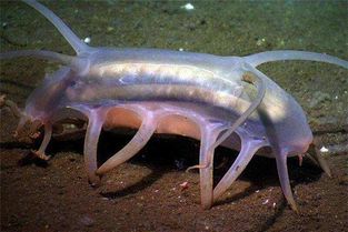 虎视探秘 生长在海里很罕见的海猪是个什么动物 能吃吗