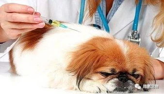 狗狗疫苗为什么要打三针,狗狗疫苗为什么要打三次 