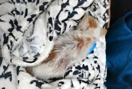 三个月的小奶猫,蜷缩在路边无人搭理,获救时体重还不到一斤
