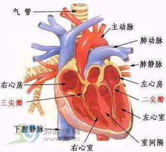 是 谁 终止了杰克逊的心脏