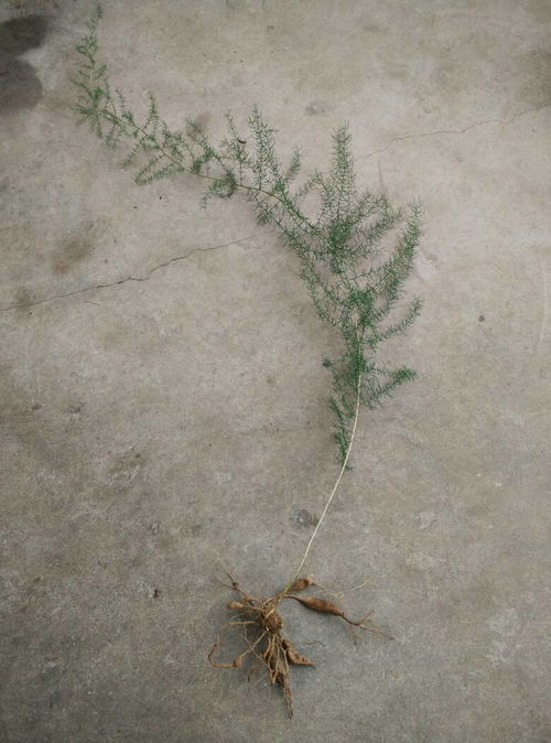 这是什么植物？长长的一根，能盆栽吗？